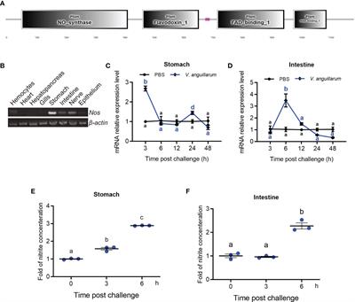 Nitric Oxide Synthase Regulates Gut Microbiota Homeostasis by ERK-NF-κB Pathway in Shrimp